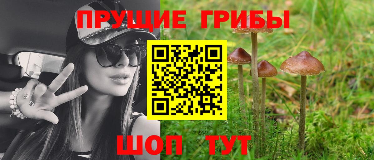 Псилоцибиновые грибы Psilocybine cubensis Добрянка